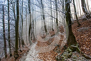 Autumn frosty forest