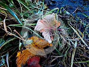 Autumn. The frosty night. Fallen leaves and grass in the frost on the shore of a small stream with a light ice.