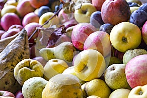 Otono. peras manzana a uvas. otono cosecha 