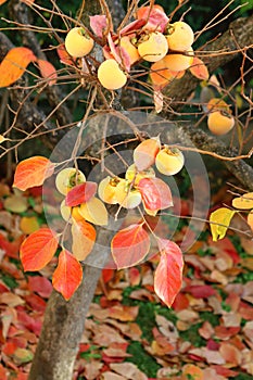 Autumn fruit, persimon. Autumn colours. Cachi.