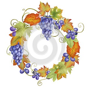 Autumn fruit wreath of blue grapes, red and green grape leaves