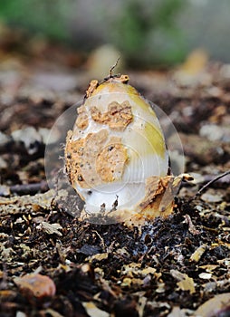 Autumn Fruiting Fungi