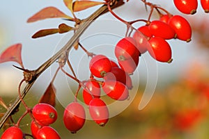 Autumn Fruits