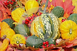 Autumn fruits and berries