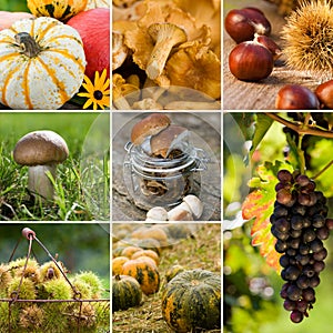 Autumn fruits collage