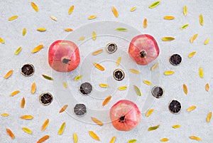 Autumn fruits and colorful ashberry tree leaves