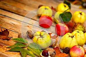 Autumn fruits