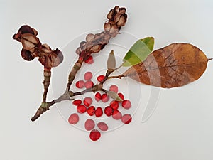 autumn fruits