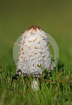 Autumn fungi photo