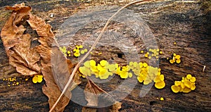 Autumn fungus