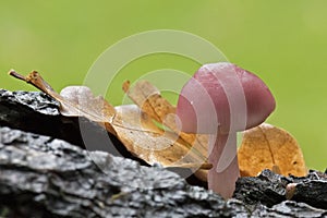 Autumn fungus, Southampton Common