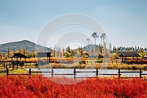 Autumn of Gaetgol Eco Park in Siheung, Korea