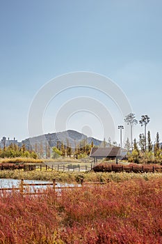 Autumn of Gaetgol Eco Park in Siheung, Korea