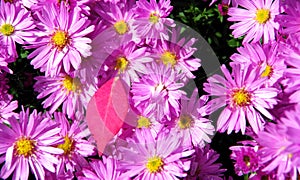 Autumn garden with aster flowers and single red autumn leaf