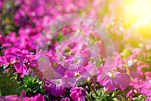 Autumn garden, featuring a spectacular display of vibrant pink and purple hydrangea flowers