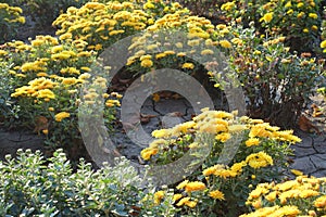 Autumn garden with flowering bushes of yellow Chrysanthemum