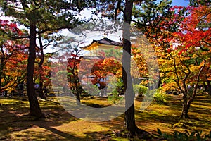 Autumn garden by Golden Pavilion at Kinkakuji temple, Kyoto, Japan