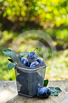 Autumn in the garden. Harvest. Juicy plums in the basket.