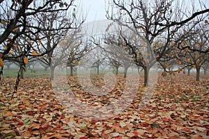 Autumn garden with persimmon trees early misty cloudy morning