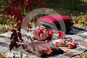 Autumn garden. On the stone bench there is a blanket, pillows, a basket of apples and a burgundy hat with rubber boots