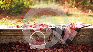 Autumn garden. On the stone bench there is a blanket, pillows, a basket of apples and a burgundy hat with rubber boots