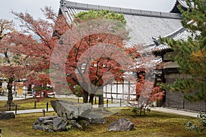 Autumn garden tree in Golden Pavilion Kinkakuji Temple at Kyoto