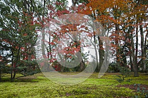 Autumn garden tree in Golden Pavilion Kinkakuji Temple at Kyoto