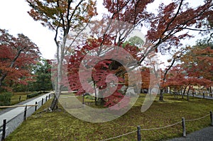 Autumn garden tree in Golden Pavilion Kinkakuji Temple at Kyoto