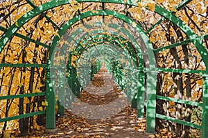 Autumn in a garden tunnel in the park