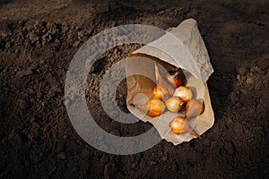 Autumn garden work, tulip bulbs lie in a craft bag on the ground