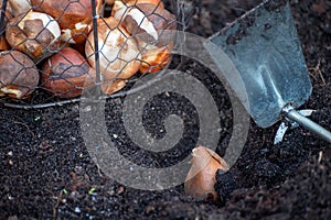 Autumn garden works, planting in ground spring flowers bulbs