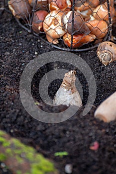 Autumn garden works, planting in ground spring flowers bulbs