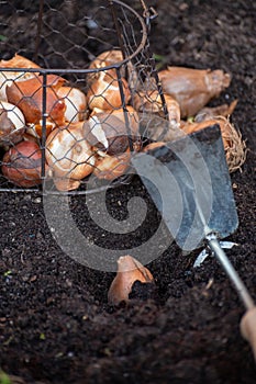 Autumn garden works, planting in ground spring flowers bulbs