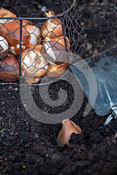 Autumn garden works, planting in ground spring flowers bulbs