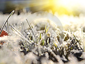 autumn gelo grass . natural background