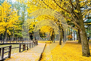 Autumn with ginkgo tree in Nami Island.