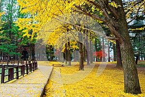 Autumn with ginkgo tree in Nami Island.