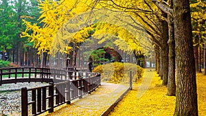 Autumn with ginkgo tree in Nami Island.