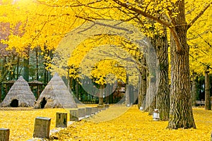 Autumn with ginkgo tree in Nami Island.