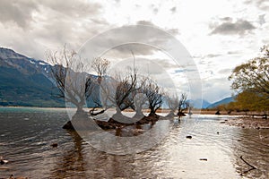 Autumn at Glenorchy, Willow trees