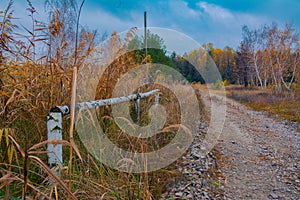 Autumn gloomy day, photo of a forest road with yellowing grass and trees