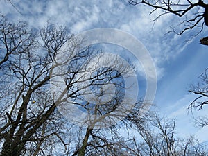 Autumn gloomy sky and leafless trees. Autumn winter weather forecast concept.