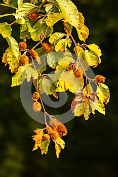 Autumn Glow: Beech Tree Branch Adorned with Beechnuts and Leaves, Bathed in Soft Natural Light