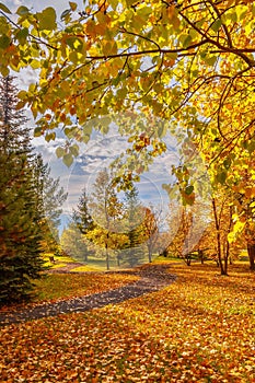 Autumn Glow In A Cochrane Park