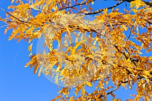 Autumn gold on blue background