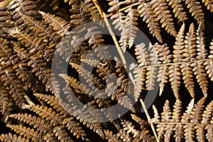 Autumn gold of ferns seen in close up macro