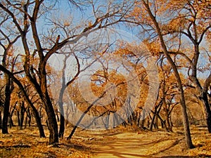 Autumn Gold in the Rio Grande River Valley, New Mexico