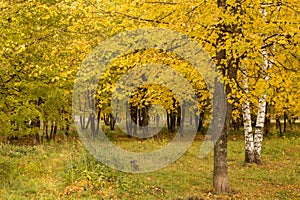 Autumn. Gold Trees and leaves in a park