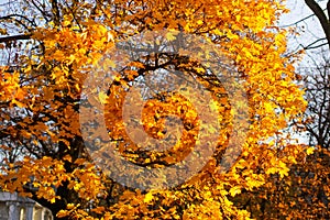 Autumn / Gold Trees in a park.