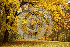 Autumn / Gold Trees in a park